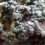 Lepraria finkii 