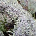 Cladonia macilenta