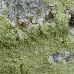 Fuscidea lightfootii - Close up 2
