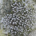 Lecanora carpinea