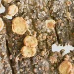 Caloplaca holocarpa - Close up