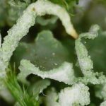 Cladonia digitata - Close up