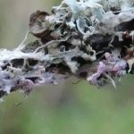 Laetisaria lichenicola on Physcia tenella - Close up