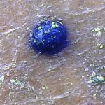 Arthopyrenia analepta - Close up 2