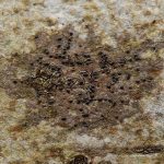 Porina aenea on smooth bark tree