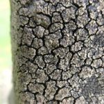 Acarospora fuscata