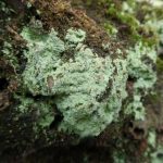 Lepraria finkii