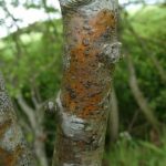 Arthopyrenia analepta - Different location on Hawthorn Tree