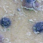 Arthopyrenia analepta - Different location - Close up