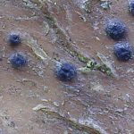 Arthopyrenia analepta - Another location - Close up