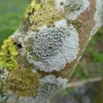Lecanora carpinea