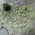 Pertusaria leioplaca - Close up