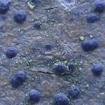 Porina aenea - Location 3 - Close up