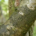 Porina aenea - Location 4 on Hazel Tree 