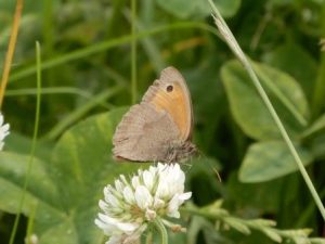 Meadow Brown Butterfly (Female)