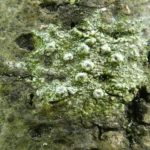 Pertusaria leioplaca