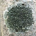 Arthonia (Opegrapha) atra 