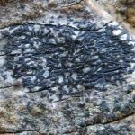 Arthonia atra 
