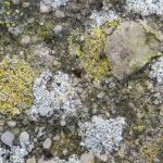 Caloplaca flavocitrina