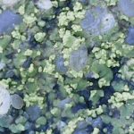 Caloplaca flavocitrina -Close up 1