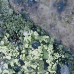 Caloplaca flavocitrina - Close up 2