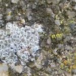Myriolecis (Lecanora) albescens (lhs)
