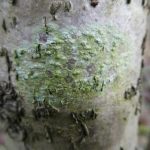 Pertusaria leioplaca