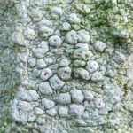 Pertusaria pertusa