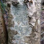 Graphis scripta