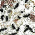 Alyxoria culmigena (Opegrapha herbarum) - Close up
