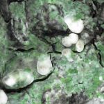 Lecania naegelii - Close up 1