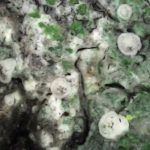 Lecania naegelii - Close up 2