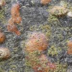 Naetrocymbe punctiformis 