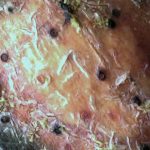 Naetrocymbe punctiformis - Close up