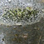 Arthonia atra