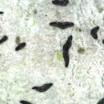 Alyxoria culmigena - Close up