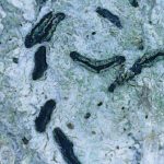 Alyxoria viridipruinosa (Different location) - Close up