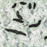 Alyxoria culmigena - Close up