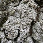 Lepra amara -Close up 1