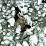 Lepra amara - Close up 2