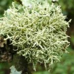 Usnea esperantiana