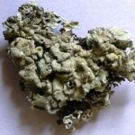 Flavoparmelia soredians
