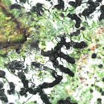 Opegrapha niveoatra - Close up 2