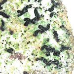 Opegrapha niveoatra - Close up 1