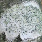 Phaeographis smithii