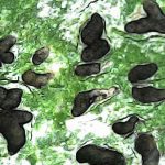 Phaeographis smithii - Close up 1