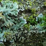 Physconia grisea