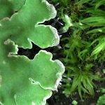 Physconia grisea - Close up 1 - edge rhizines simple with white tips