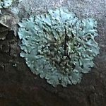 Hyperphyscia adglutinata