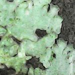 Hyperphyscia adglutinata - Close up 2